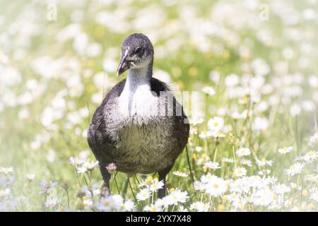 Pulcini di cocco eurasiatiche (Fulica atra) in un prato circondato da margherite, vista frontale, sfondo sfocato, Dortmund, Renania settentrionale-Vestfalia, Germa Foto Stock