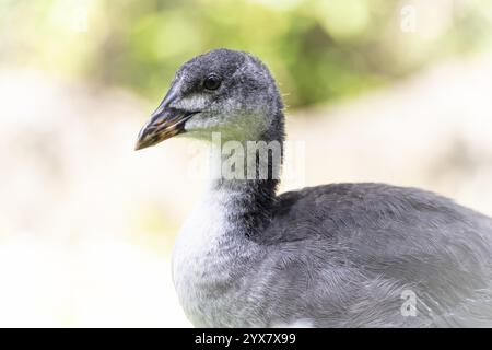 Vista profilo eurasiatica (Fulica atra), primo piano, guardando a sinistra, sfondo sfocato verde, Dortmund, Renania settentrionale-Vestfalia, Germania, Europa Foto Stock