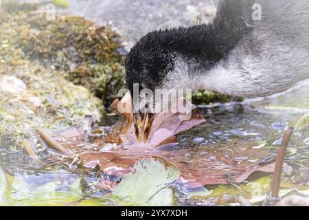 Pulcini eurasiatici (Fulica atra) che giocano con una foglia marrone in acqua, primo piano, vista profilo, Dortmund, Renania settentrionale-Vestfalia, Germania, Europa Foto Stock