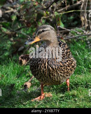Una vista frontale di una donna in piedi, Anas platyrhynchos, su uno sfondo naturale. Primo piano e ben concentrato. Piume marroni macchiate. Foto Stock