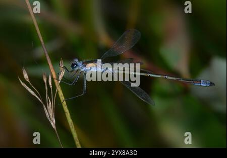 Una vista laterale di una rara Emerald Damselfly maschile, Lestes dryas, che riposa con ali parzialmente sparse. Una rarità bella, rara e ben focalizzata. Foto Stock
