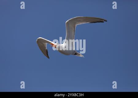 Un Royal Tern vola verso l'alto in volo, volando attraverso un cielo azzurro limpido con un'immagine orizzontale e uno spazio di copia pulito. La posizione è Huntington Beach, California Foto Stock