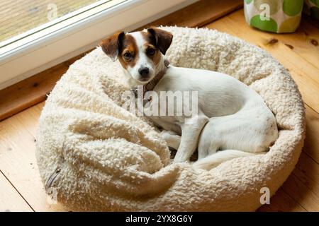 Ritratto di un carino Jack Russell Dog sdraiato nel suo letto per animali Foto Stock