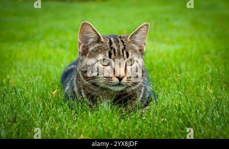 Tabby Cat poggia su erba verde con espressione focalizzata Foto Stock