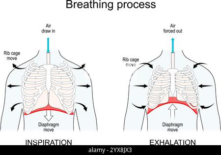 Respirazione. Funzioni polmonari e diaframma. Espirazione e inspirazione. Movimento della gabbia costale, dei polmoni e del diaframma durante l'inspirazione e l'espirazione. illus vettoriale Illustrazione Vettoriale