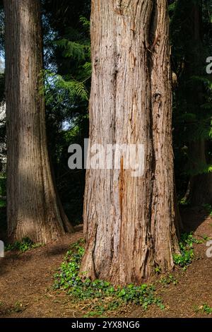 Alberi nel giardino della città di Überlingen, Baden-Württemberg, Germania. Foto Stock