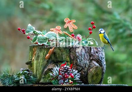 Bosco piccoli uccelli nel bosco in una scena natalizia con decorazioni Foto Stock
