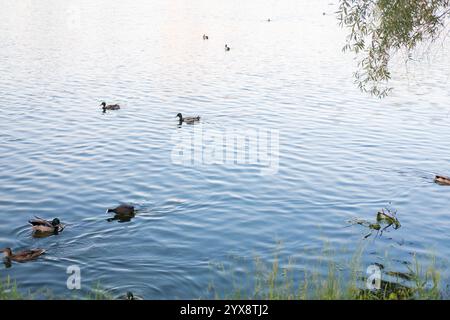 gruppo di anatre nuota sul lago in estate, vista dall'alto Foto Stock