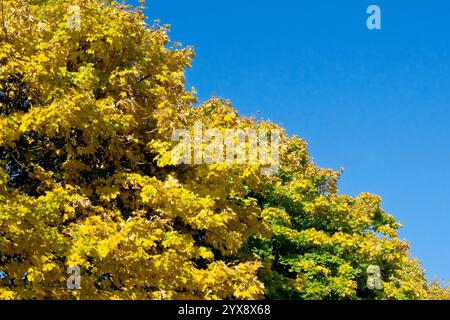 Sycamore (acer pseudoplatanus), una fila dell'albero comune piantato in un parco che mostra i loro splendenti colori autunnali contro un cielo blu. Foto Stock