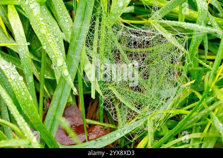 Primo piano di una sottile rete di ragni che si estende tra le lame dell'erba e coperta da gocce di rugiada o gocce d'acqua. Foto Stock