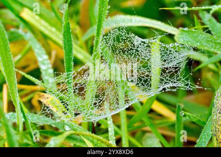 Primo piano di una sottile rete di ragni che si estende tra le lame dell'erba e coperta da gocce di rugiada o gocce d'acqua. Foto Stock