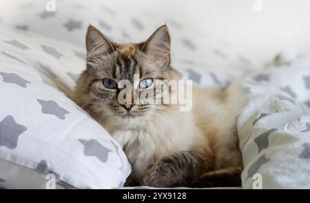 Un bellissimo gatto in maschera neva con gli occhi azzurri che si stende su un morbido cuscino che mostra la sua morbida pelliccia e il suo comportamento rilassato. Primo piano. Foto Stock