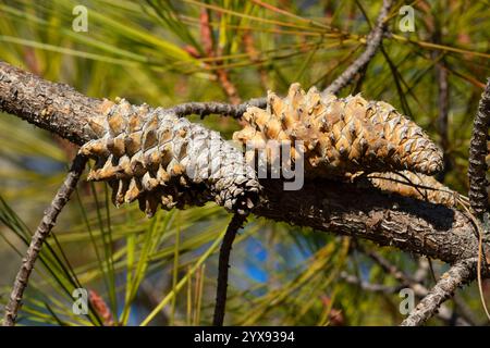 Cono di pino grigio (Pinus sabiniana) lungo il Sacramento River Rail Trail, Sacramento River National Recreation Trail, Redding, California Foto Stock