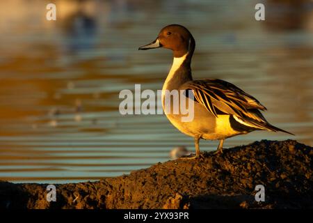 Pintail settentrionale (Anas acuta), Colusa National Wildlife Refuge, California Foto Stock