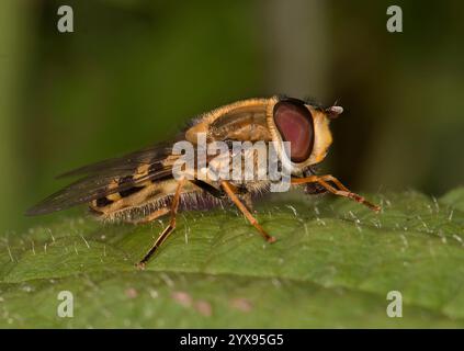 Vista laterale di una mosca di fiori dalle gambe nere, Syrphus vitripennis, che pulisce le gambe mentre riposa su una foglia. Ben concentrato, primo piano, sfondo sfocato. Foto Stock