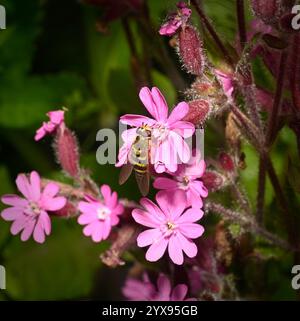 Un'immagine ravvicinata e ben focalizzata di un'hoverfly a banda comune, Syrphus ribesii, che si nutre e impollina un fiore. Ambiente naturale. Foto Stock