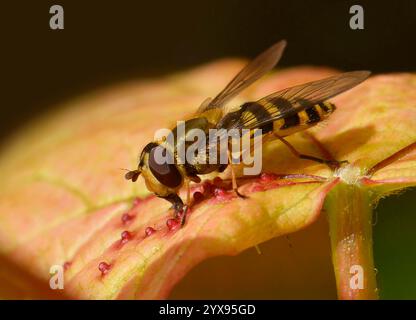 Immagine ravvicinata e ben messa a fuoco di un'hoverfly a banda comune, Syrphus ribesii, che si nutre di foglie. Proboscis visibile con sfondo naturale. Foto Stock