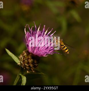 Un'immagine ravvicinata e ben focalizzata di un'hoverfly a banda comune, Syrphus ribesii, che si nutre e impollina di un gattino gigante. Sfondo sfocato naturale. Foto Stock