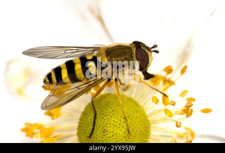 Un'immagine ravvicinata e ben focalizzata di un'hoverfly a banda comune, Syrphus ribesii, che si nutre e impollina un fiore. Molto affilato, probosci esteso. Foto Stock