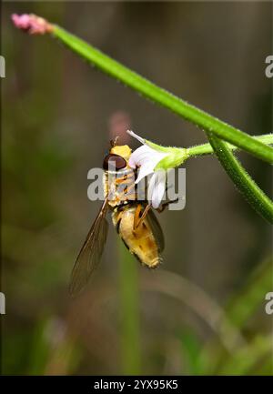 Un'immagine ravvicinata e ben focalizzata di un'hoverfly a banda comune, Syrphus ribesii, che si nutre e impollina un fiore. ASottolato dell'hoverfly visibile. Foto Stock