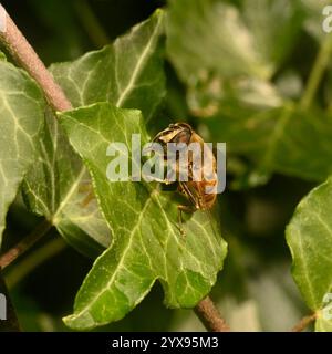 Una vista laterale di un hoverfly, noto come una mosca drone comune, Eristalis tenax, che poggia su una foglia di edera. Primo piano e ben focalizzato con buoni dettagli. Foto Stock
