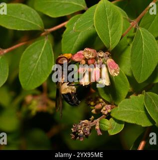 Un'Hoverfly, una mosca Pellucida, Volucella pellucens, che si nutre del nettare di Coralberry. Primo piano, ben focalizzato, buoni dettagli e uno sfondo naturale. Foto Stock