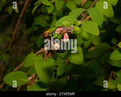 Un'Hoverfly, una mosca Pellucida, Volucella pellucens, che si nutre del nettare di Coralberry. Primo piano, ben focalizzato, buoni dettagli e uno sfondo naturale. Foto Stock