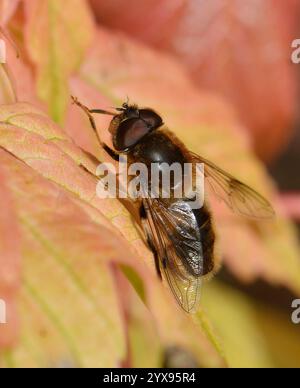 Un drone rastremato vola, Eristalis pertinax si pulisce mentre si riposa su una foglia. Primo piano e ben concentrato in un tipico ambiente naturale. Foto Stock