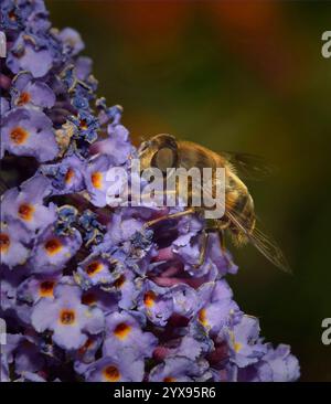 Un drone rastremato mosca, Eristalis pertinax, nutrire e impollinare un fiore locale. Primo piano, ben focalizzato, con buoni dettagli in un ambiente naturale. Foto Stock