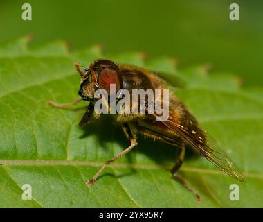 Un drone rastremato vola, Eristalis pertinax si pulisce mentre si riposa su una foglia. Primo piano e ben concentrato in un tipico ambiente naturale. Foto Stock