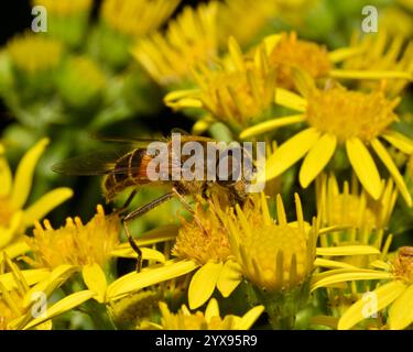 Un drone rastremato mosca, Eristalis pertinax, nutrire e impollinare un fiore locale. Primo piano, ben focalizzato, con buoni dettagli in un ambiente naturale. Foto Stock