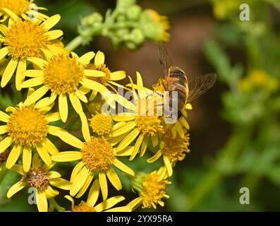 Mosca droni rastremata, Eristalis pertinax Foto Stock