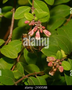 Un drone rastremato mosca, Eristalis pertinax, nutrire e impollinare un fiore locale. Primo piano, ben focalizzato, con buoni dettagli in un ambiente naturale. Foto Stock