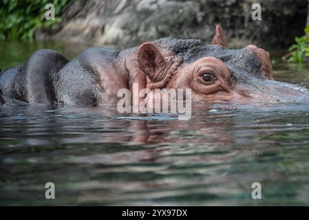 Peering ippopotamo (Hippopotamus amphibius), comunemente abbreviato in ippopotamo, al Busch Gardens Tampa Bay's Edge of Africa zoo a Tampa, Florida. Foto Stock