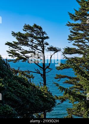 Sagoma di un albero soffiato dal vento che si affaccia sull'Oceano Pacifico sulla North Head al Cape Disappointment State Park di Ilwaco, Washington, Stati Uniti Foto Stock