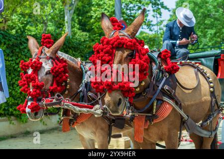 I muli con briglie decorate riposano dalle loro corse in carrozza alla fiera di Siviglia di aprile (Sevilla Abril), una famosa celebrazione del festival a Siviglia, in Spagna. Foto Stock