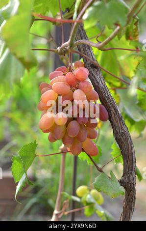 Mazzo di uva rosa matura sulla vite in un giardino privato. Concetto di giardinaggio biologico. Foto Stock