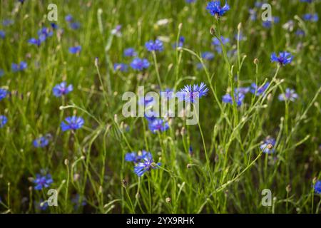 Fiori di corno blu in fiore in un prato verde lussureggiante in una giornata estiva di sole. Fiori selvatici, bellezze naturali e paesaggi rurali dai vivaci colori floreali Foto Stock