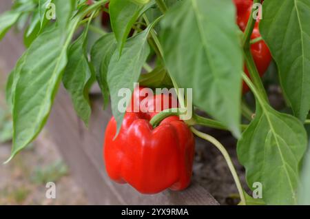 Peperoni rossi dolci tra foglie verdi che crescono in un letto da giardino all'aperto. Concetto di giardinaggio biologico. Foto Stock