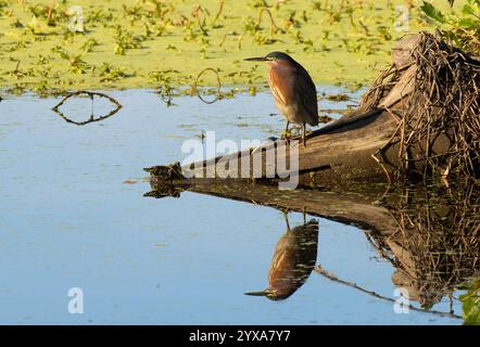 Green Heron (Butorides virescens), Gray Lodge Wildlife area, California Foto Stock