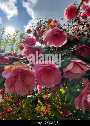 Camellia è un genere di piante da fiore della famiglia Theaceae. Si trovano nelle aree tropicali e subtropicali dell'Asia orientale e meridionale. Foto Stock