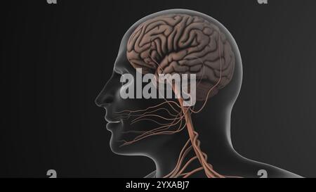 Dolore facciale innescato dalla compressione nervosa trigeminale Foto Stock