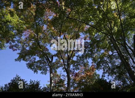 Alberi di acero fogliame sul terreno del tempio Tenryū-ji ad Arashiyama, Kyoto Giappone. Foto Stock