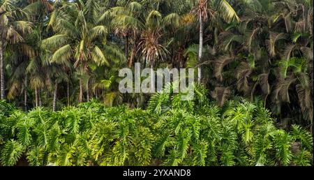 Giardino della giungla, palme nella foresta tropicale. Foto Stock