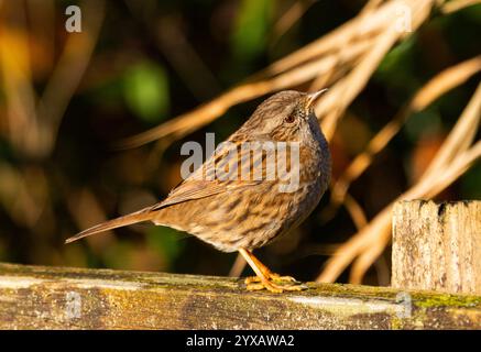 Il Dunnock o Hedge Sparrow è un uccello timido che si nutre principalmente a terra. Spesso si riproducono nei giardini e hanno un comportamento di riproduzione complesso Foto Stock