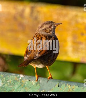 Il Dunnock o Hedge Sparrow è un uccello timido che si nutre principalmente a terra. Spesso si riproducono nei giardini e hanno un comportamento di riproduzione complesso Foto Stock