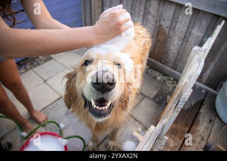 Vista dall'alto di una donna a piedi nudi in un cortile che lava il suo cane Golden retriever Foto Stock