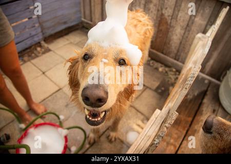 Vista dall'alto di una donna a piedi nudi in un cortile che lava il suo cane Golden retriever Foto Stock