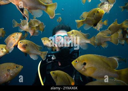 Primo piano di una femmina subacquea che nuota con una scuola di pesci bluegill, Blue Grotto, Williston, Florida, Stati Uniti Foto Stock