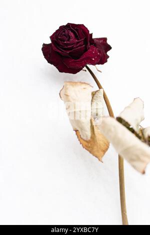 Rosa secca rossa nella neve. Rosa abbandonata sotto la nevicata. Fiore secco su sfondo bianco. Fiore invecchiato sulla neve con spazio per copie. Rosa ghiacciata con fiocchi di neve Foto Stock